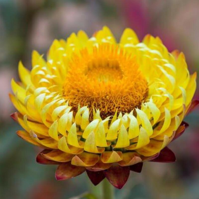 dōTERRA Helichrysum Pure Essential Oil 5ml