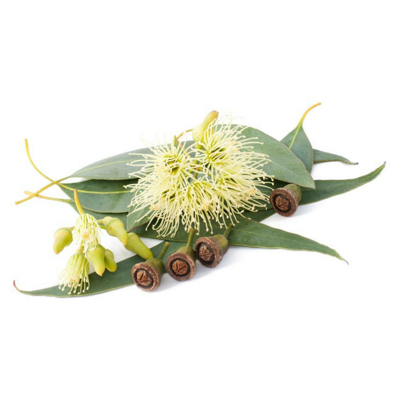 dōTERRA Eucalyptus Essential Oil