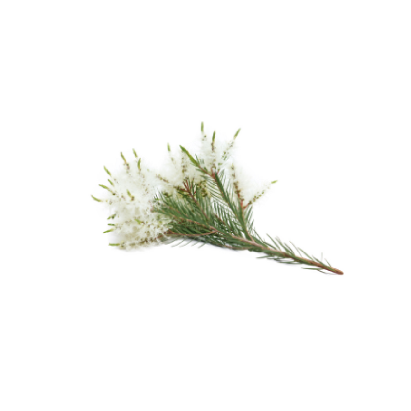 dōTERRA Tea Tree Essential Oil