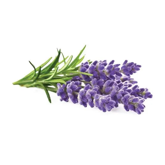 Lavender Essential Oil | dōTERRA